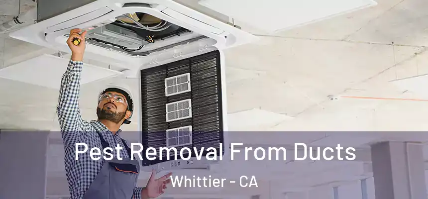  Pest Removal From Ducts Whittier - CA
